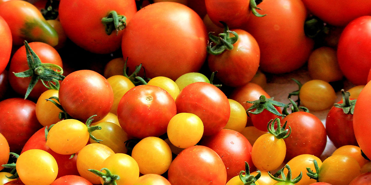 «Pomodori, prezzi in leggera risalita»